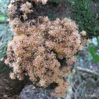 Litsea ligustrina (Nees) Fern.- Vill